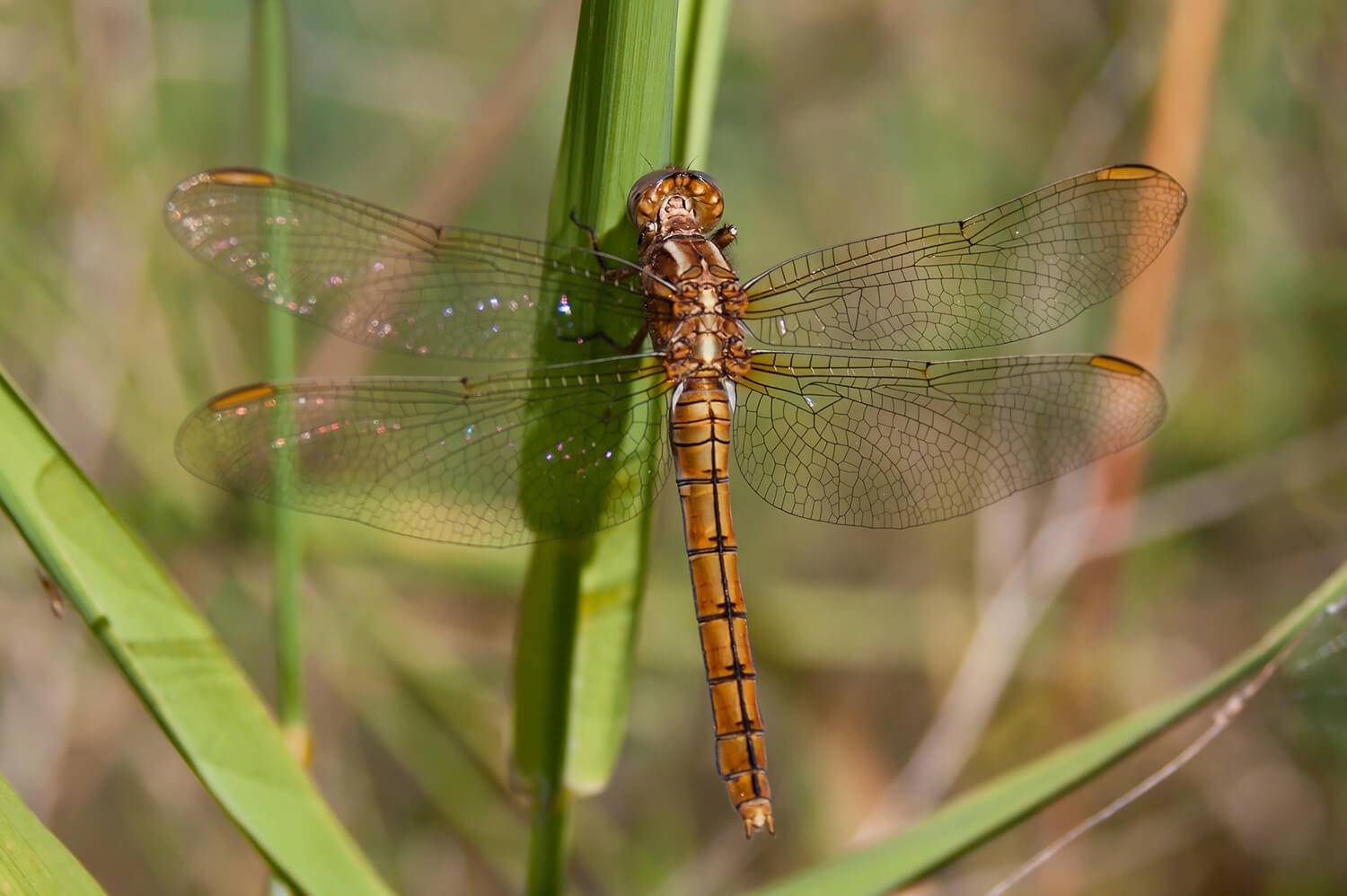 Female Orthetrum coerulescene by Christian Fischer